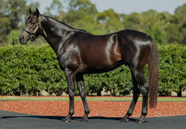 Gold Trip (FR) is your ticket to breeding a stayer of the future!, click for more info.