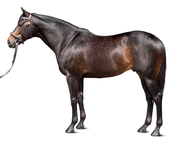 Golden Horn (image Darley Stud) 