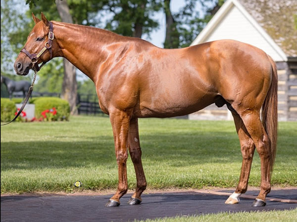 Champion sire Gun Runner.