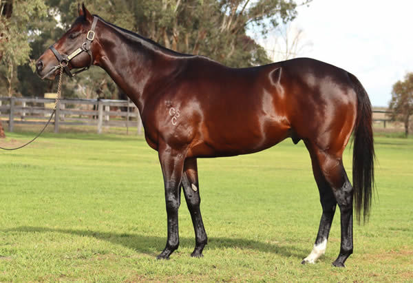 Kintyre is the seventh SW for Hallowed Crown, click for more info and a Hypo mating.