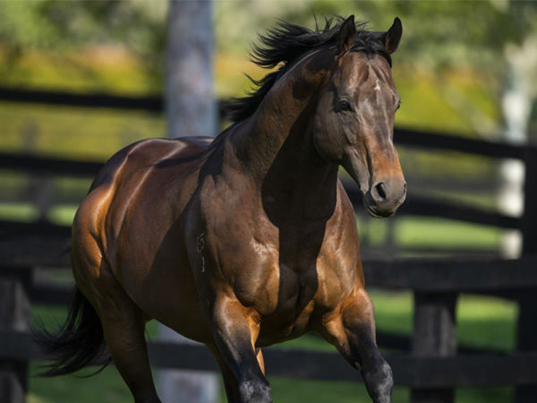 Hallowed Crown stands at Twin Hills Stud in 2020