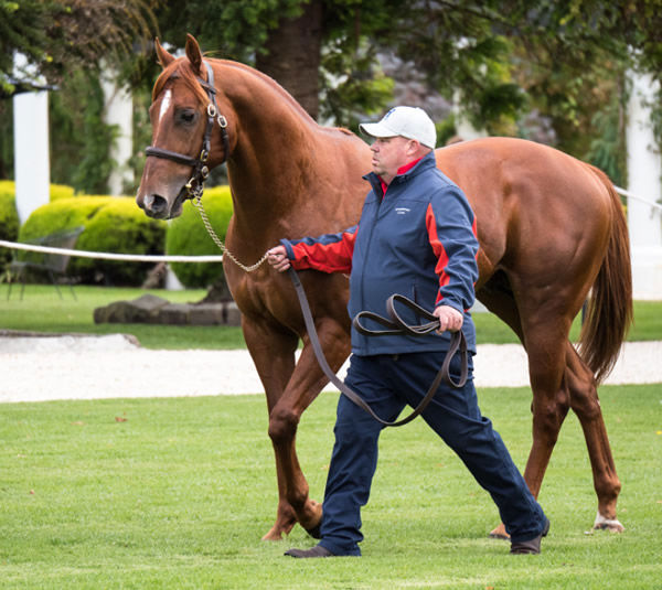 Hanseatic was the busiest first season sire in Victoria last spring, click for more information.