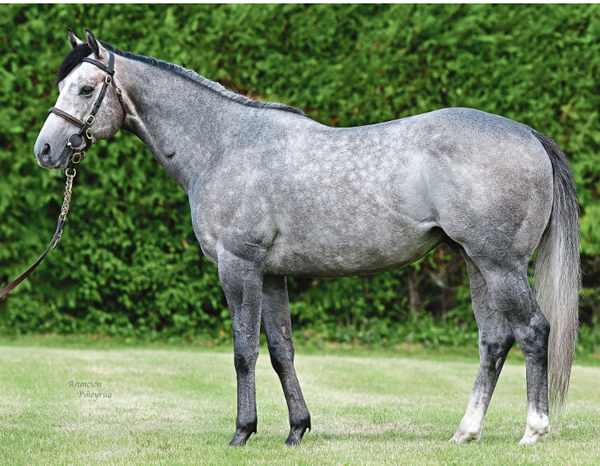 Havana Grey is a young sire doing good things!