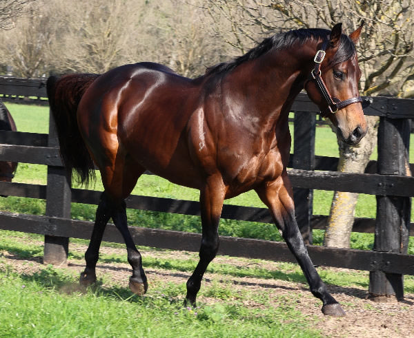 Hawaii Five Oh will feature on Monday night at Vinery Stud.