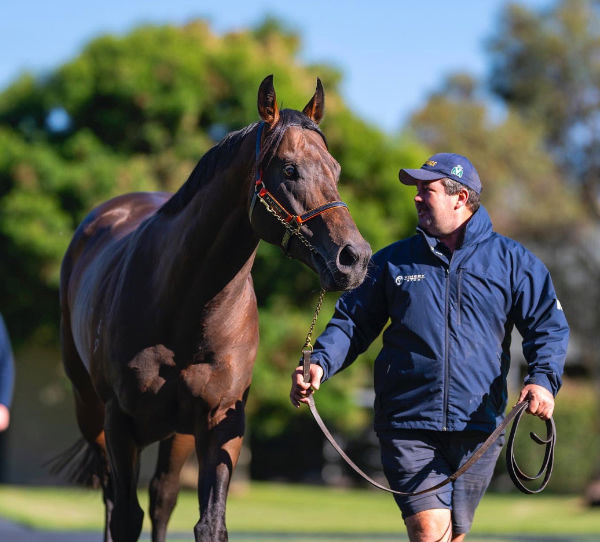 Hawaii Five Oh has arrived safely at Vinery Stud, click for more info.