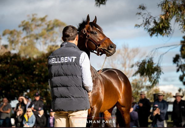 Hellbent is a G1 winning son of I Am Invincible.