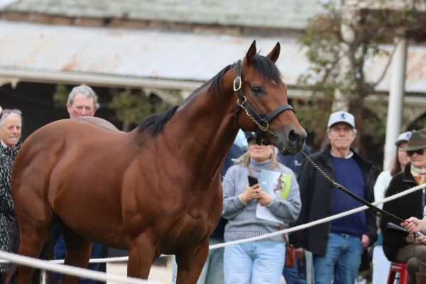 Henry Longfellow (IRE) is bred on the same cross as super sires Night of Thunder and Ghaiyyath.