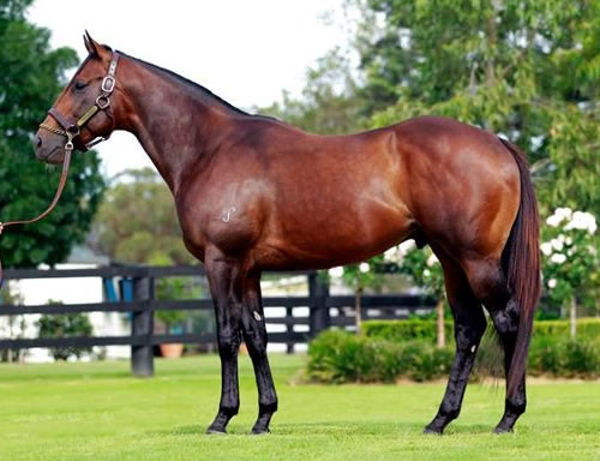 The last crop of Hinchinbrook yearlings are being sold this year .