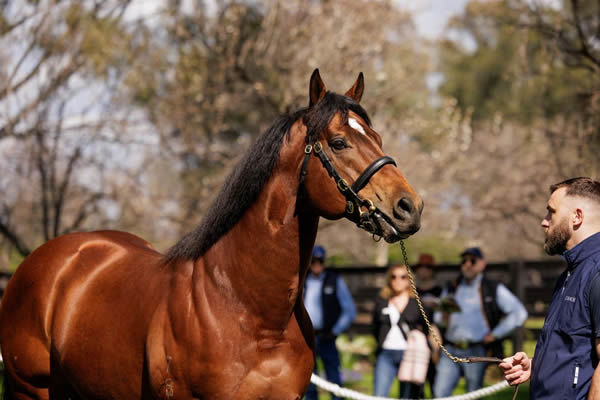 Home Affairs has six 2YO's in the sale!