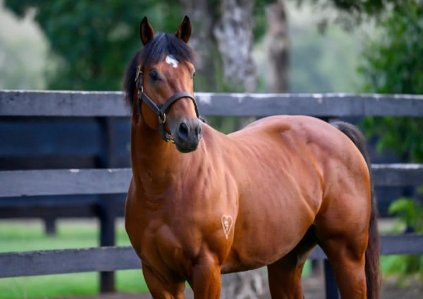 Home Affairs is the most represented sire at Magic Millions 2025, click for more info.