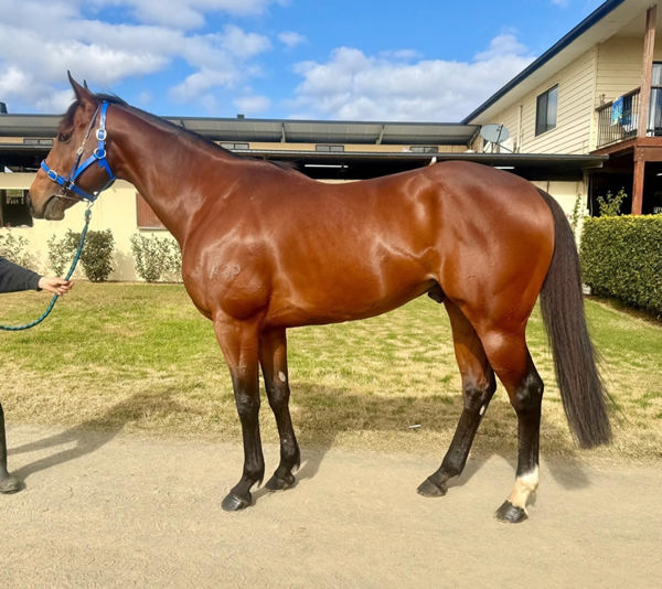 I Am Unstoppable will stand at a fee of $8,800 inc. GST