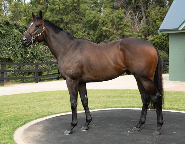 I Am Immortal is a juvenile stakes-winning son of I Am Invincible - click for more information