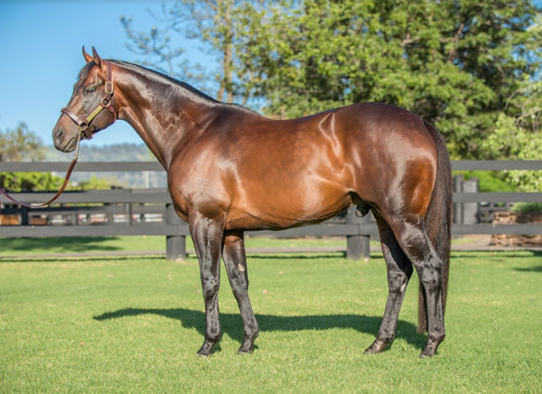 I Am Invincible, click to see his MM 2024 yearlings.