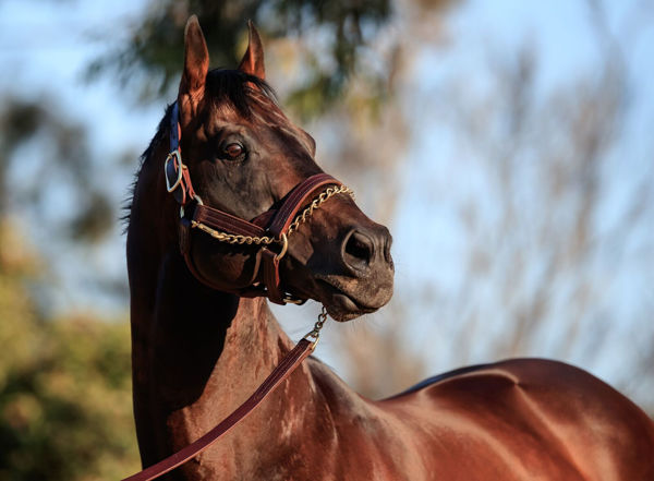 I Am Invincible was the leading sire by aggregate 