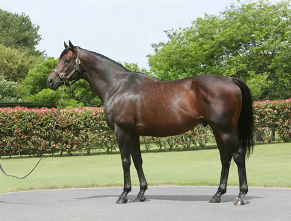Iffraaj is making a name for himself as an influential sire of sires.