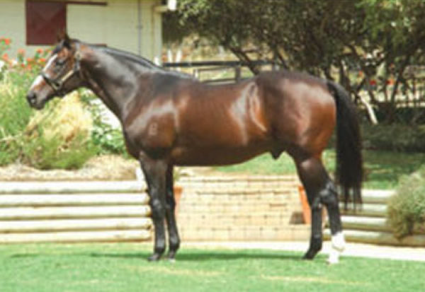 Iglesia was the link between two Champion Australian sires, go figure!