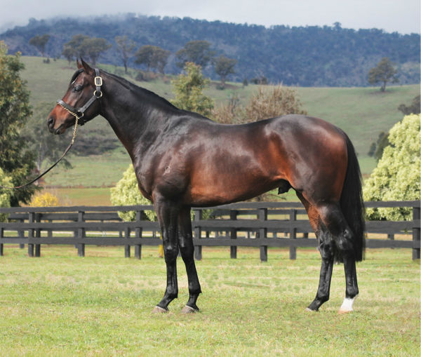 Inference will continues his stud career at Cornwall Park.