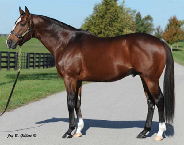 Into Mischief sired 27 stakes-winners in 2022.