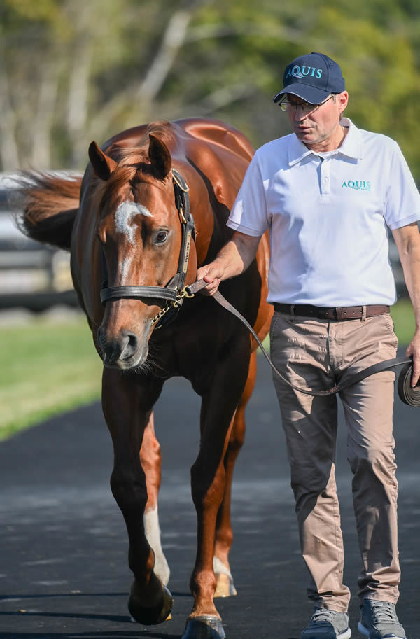 Invader has a serious G1 horse in Sunshine in Paris, click for a Hypo mating.