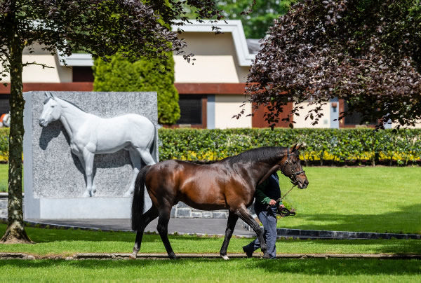 Invincible Spirit stood at the Irish National Stud and will now enjoy retirement.  