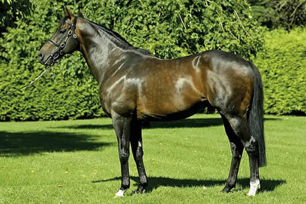 Invincible Spirit has spawned a dynasty of sires.