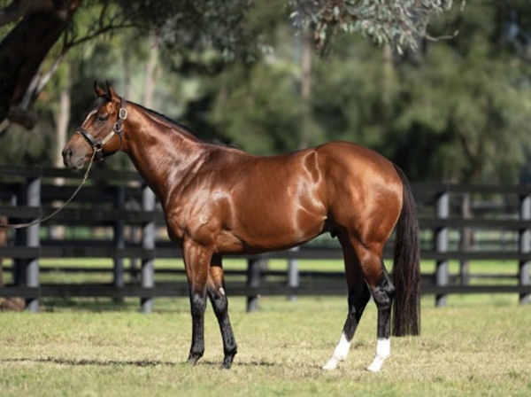 Jacquinot, click for more info.