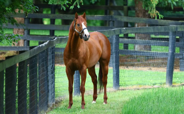Justify has nine entries for Magic Millions and one is from a Fastnet Rock mare!
