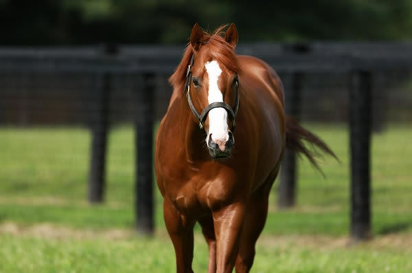 Justify (USA) has plenty of spring prospects stepping out.