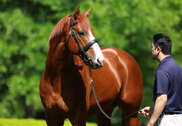 Justify has sired his first winner and is back in Australia this spring at a fee of $55,000.