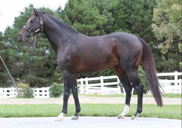 Kaspersky (IRE) is a Premium stallion,  click for more information.