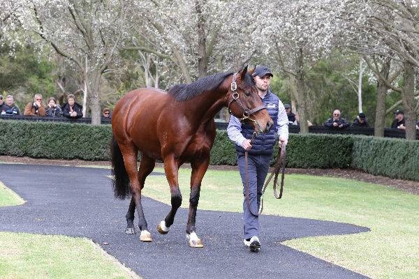 G1 winning 2YO by Kingman, King Colorado is new in 2024, click for more info.