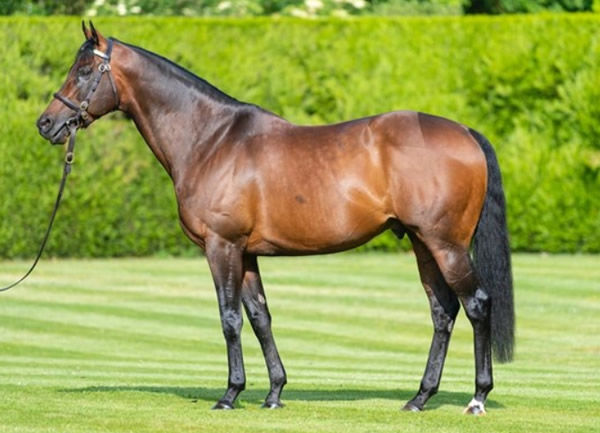 Kingman is one of the most exciting young sires in Europe