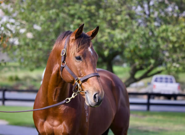 Lauda Sion (Jpn) is a grand-son of the breed shaping sire Deep Impact, click for more info. 