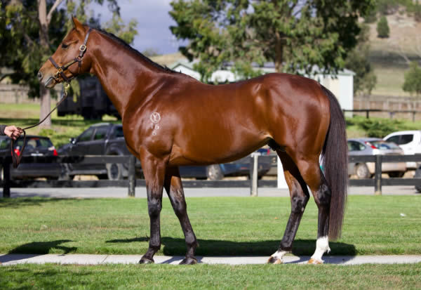 Lauda Sion (Jpn)  stands at $11,000 and is all quality, click for more info.