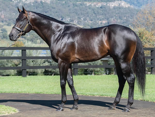 Lean Mean Machine is the first son of Zoustar to go to stud.