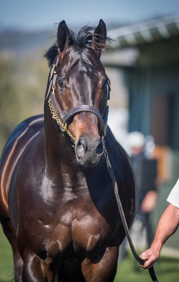Lean Mean Machine is a G2 winning son of Zoustar, click for more info.