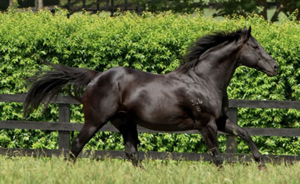 Lonhro is the sire of Mirra Vision