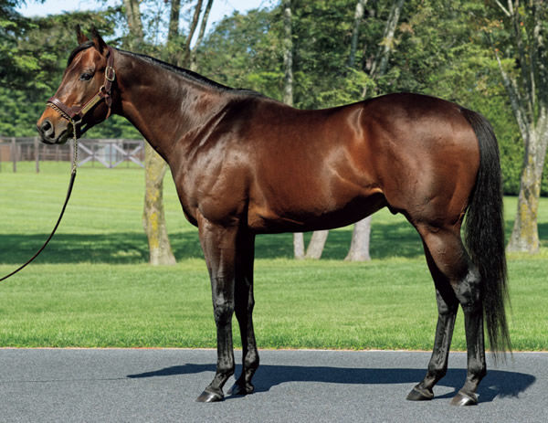 Lord Kanaloa was the world's leading sire of winners in 2022. 