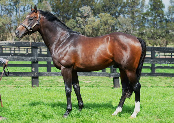Lord of the Sky stands at Kingstar Farm. 