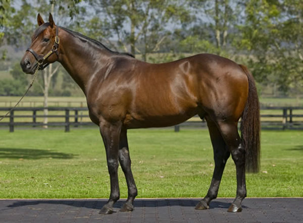 Manhattan Rain will have his first Victorian bred yearlings at the sales in 2020