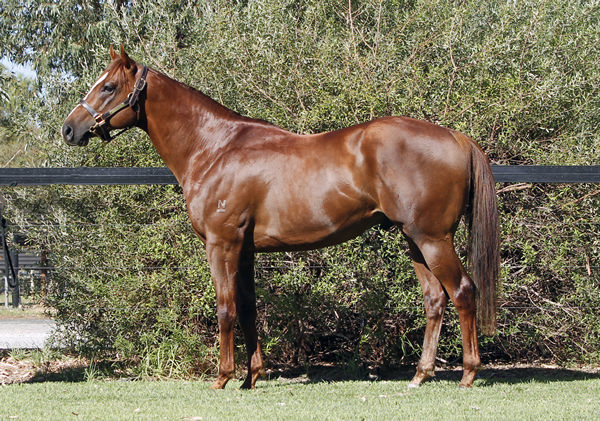 Marine One is a G2 winning son of Capitalist.