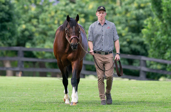 Japan’s Horse of the Year in 2015, Maurice is now a sire sensation in Australia where he’ll stand at $82,500 inc. GST in 2022. - image Joan Faras)