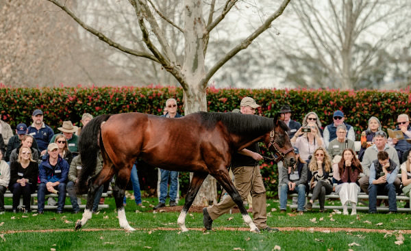 Maurice (Jpn) is on a mission - image Arrowfield