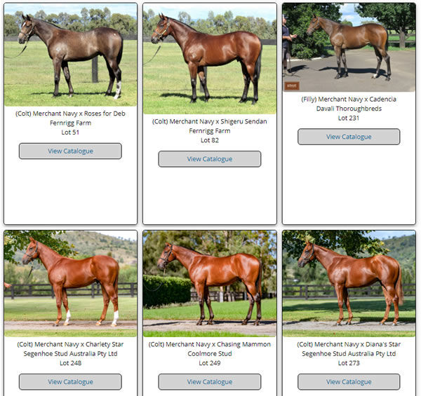 Click to view all Merchant Navy yearlings uploaded to Easter