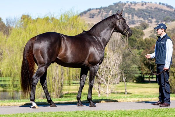Leading sire of Breeders' Cup winners More Than Ready - image Mark Smith