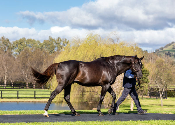 More Than Ready (USA) sired the dams of three G1 winners.