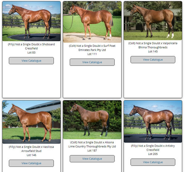 Click here to see the Not A Single Doubt yearlings on offer at Inglis Easter 2021