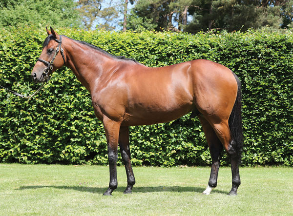 Twilight Gleaming's sire National Defense will shuttle to Widden Stud Victoria this spring.