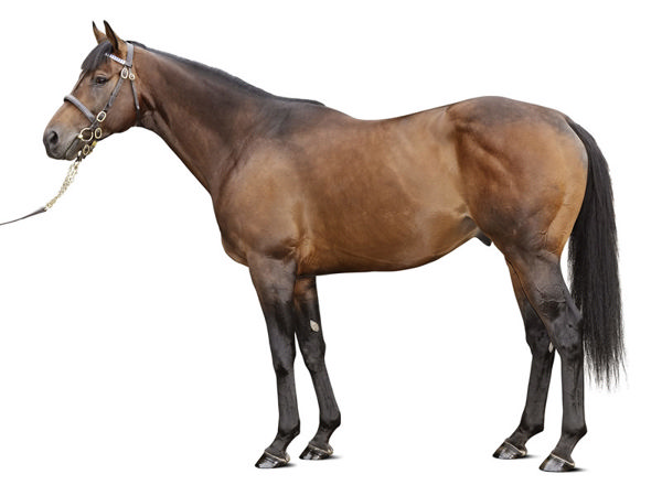 Native Trail (GB) shuttles to Darley NSW