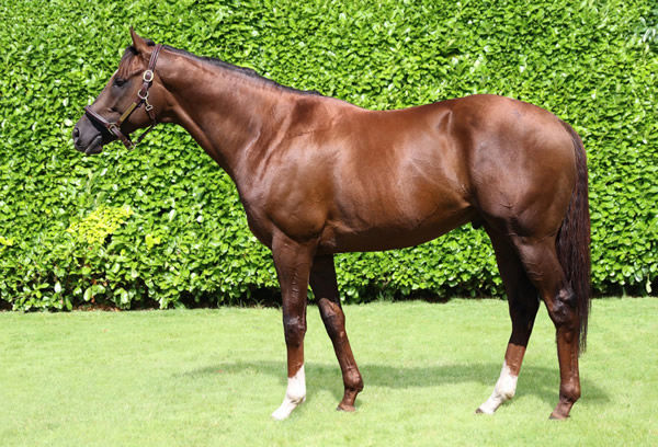 Dubawi stallion New Bay is the sire of New Energu.